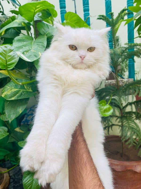 Persian triple coated cat available friendly nature litter trained 5