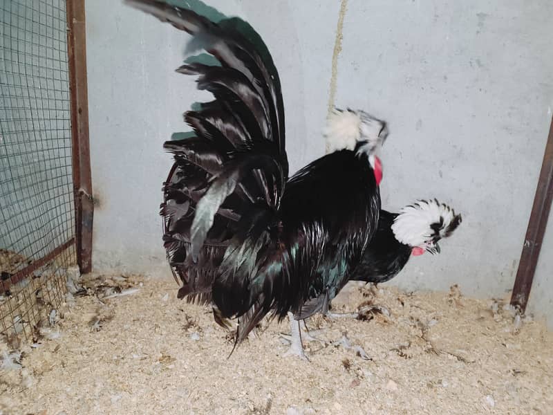 Fancy chicks Brahama,Polish, Heavy Buff, Sebright, Silkie 0300-894100 6