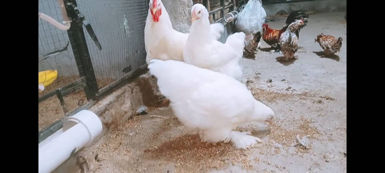 Fancy chicks Brahama,Polish, Heavy Buff, Sebright, Silkie 0300-894100 17