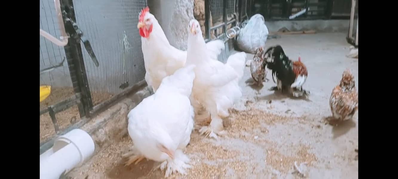 Fancy chicks Brahama,Polish, Heavy Buff, Sebright, Silkie 0300-894100 18