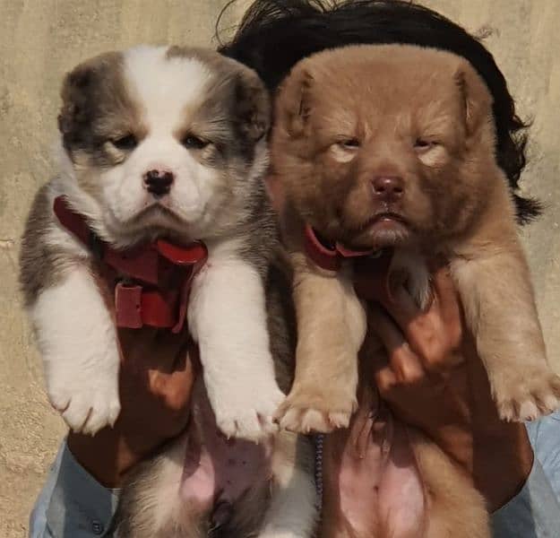 alabai dog pair 2 months for sale security dog 0