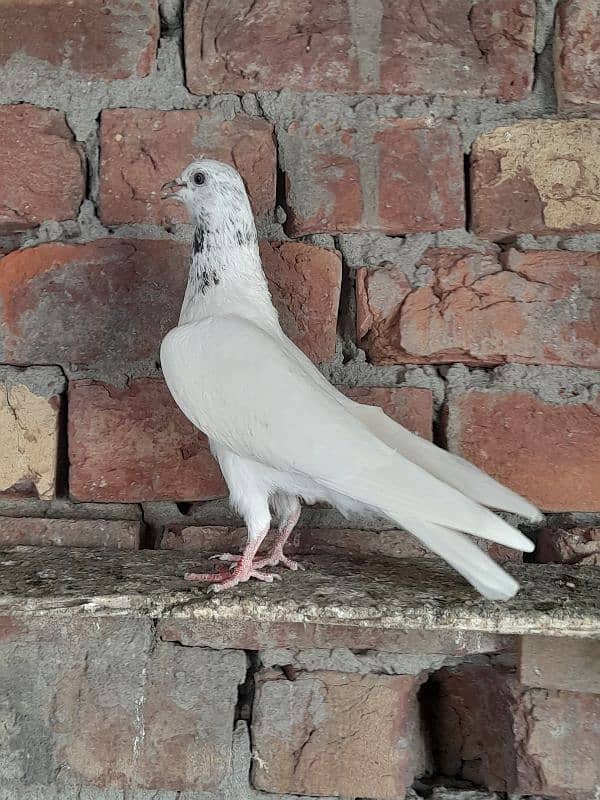 rampuri teddy sialkoti ferozpuri kabootar kabutar pigeons for sale 19