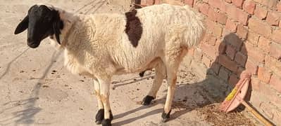 sheep Male blackabluk MashaAllah healthy and active or ek female bakri