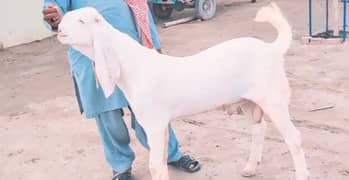 Bakra for sale qurbani ke liye 03204968397