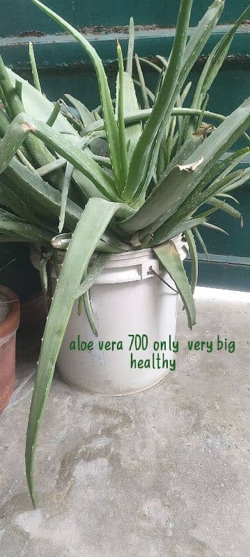 mix plants aloe vera rubber plant money plant moringa 3