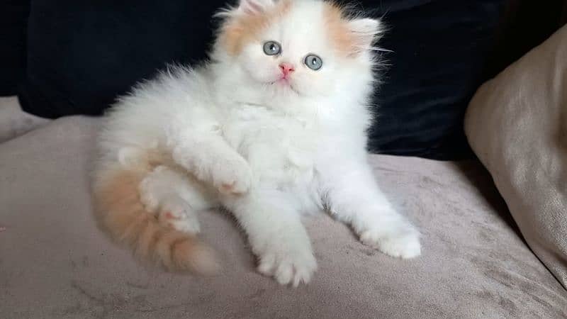 persian Unique Colour Kittens Pure Breed 1