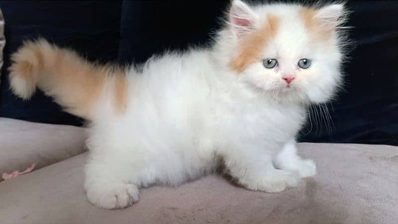 persian Unique Colour Kittens Pure Breed 2