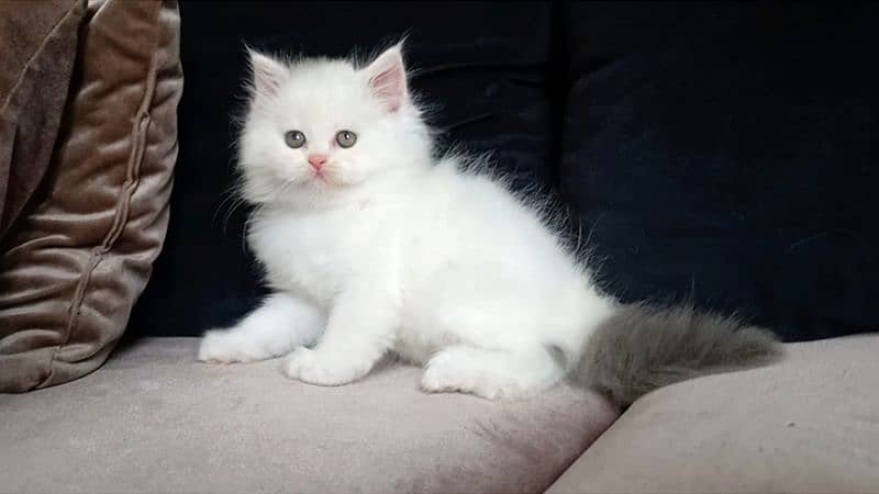 persian Unique Colour Kittens Pure Breed 3