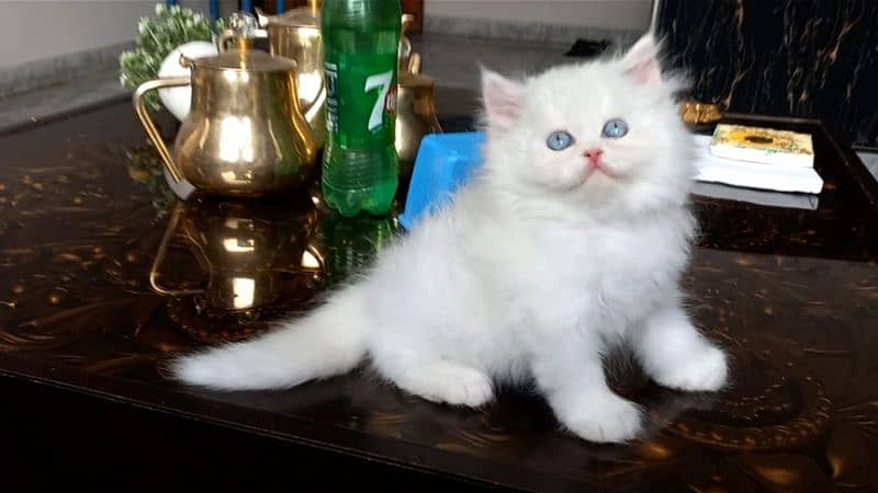 persian Unique Colour Kittens Pure Breed 5