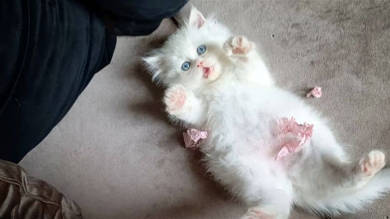 persian Unique Colour Kittens Pure Breed 6