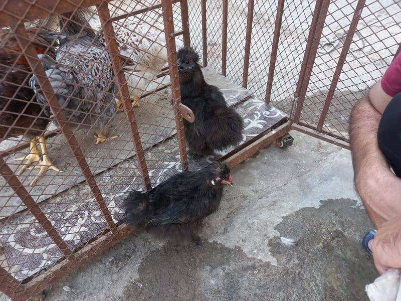 Wyandotte and Silkie for Sale 6