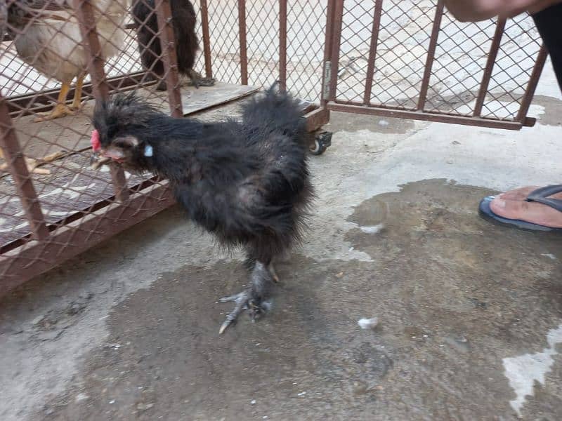 Wyandotte and Silkie for Sale 7