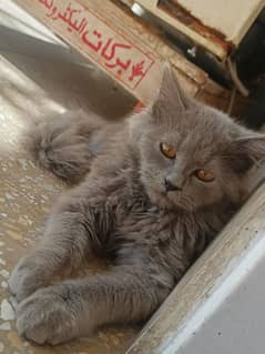 Gray Persian Kitten