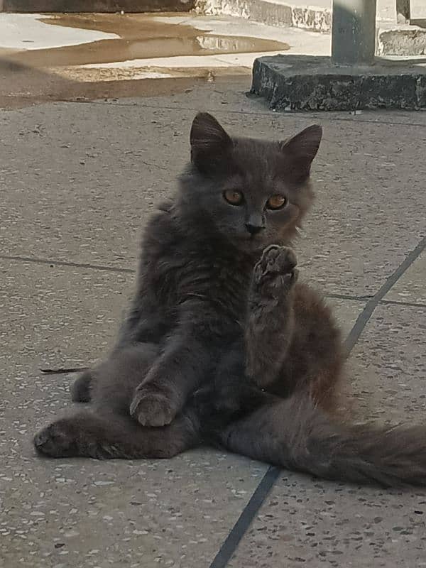 Gray Persian Kitten 1