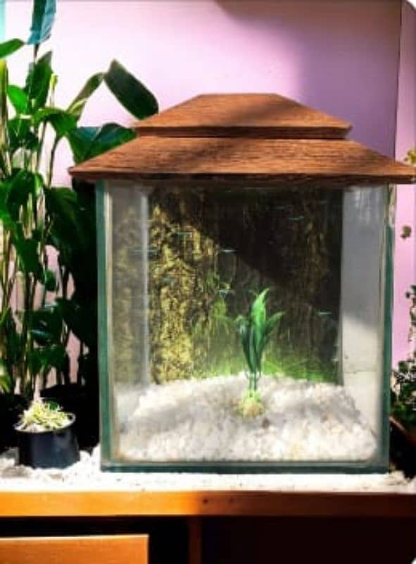 Smal Fish Aquarium With Beautiful Gravels and Plant 1