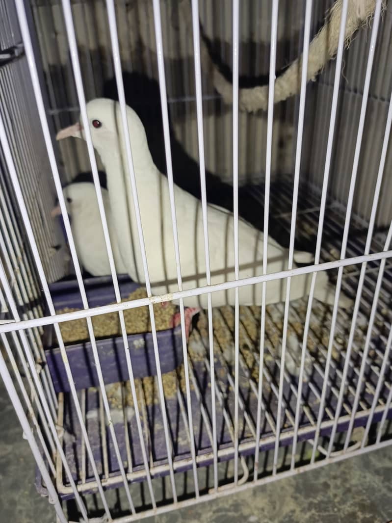 Pair of white dove. 0