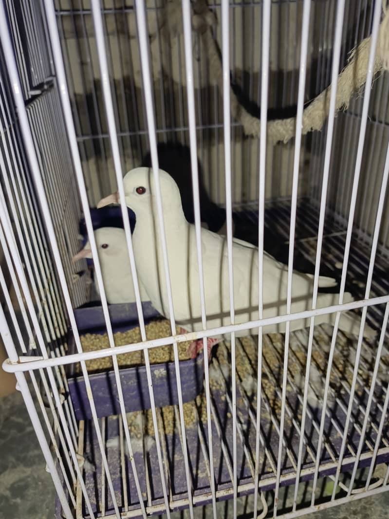 Pair of white dove. 1