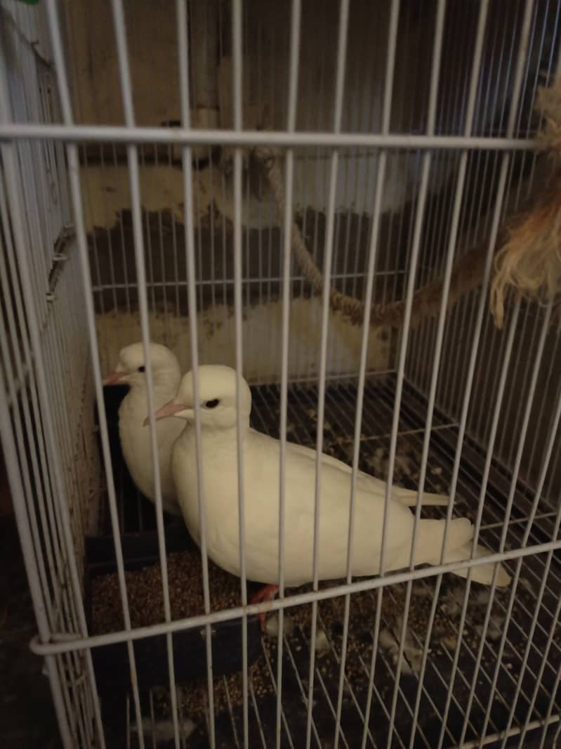 Pair of white dove. 4