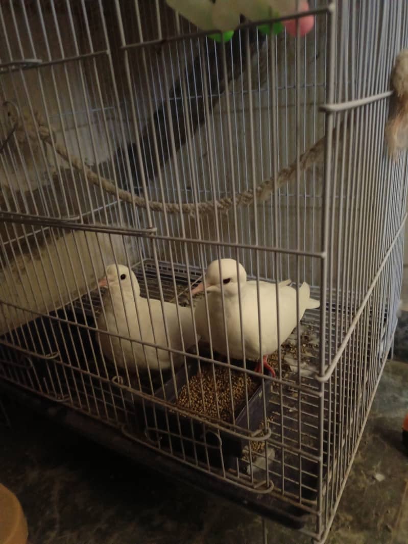 Pair of white dove. 5