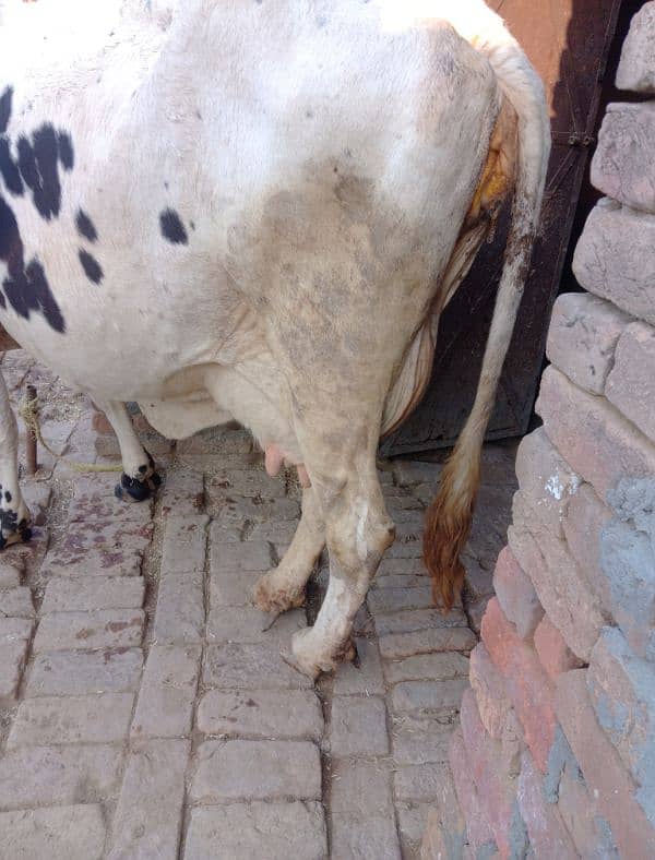 cow for sale 0