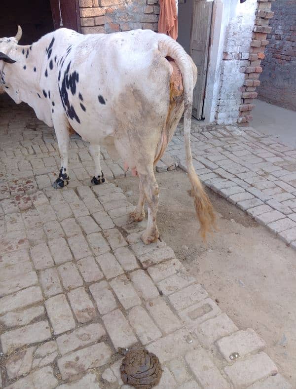 cow for sale 1