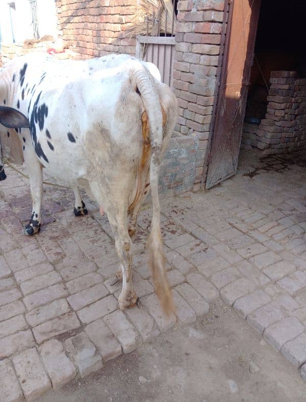 cow for sale 2