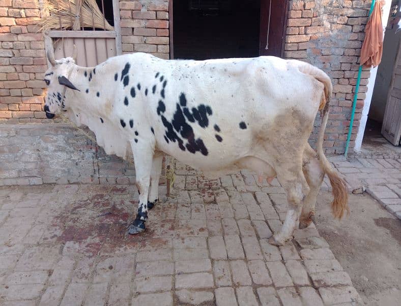 cow for sale 3