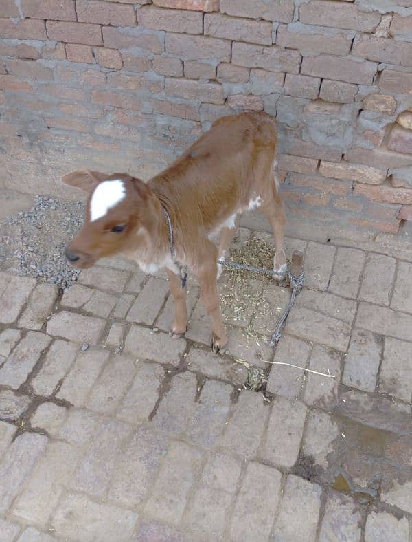 cow for sale 5