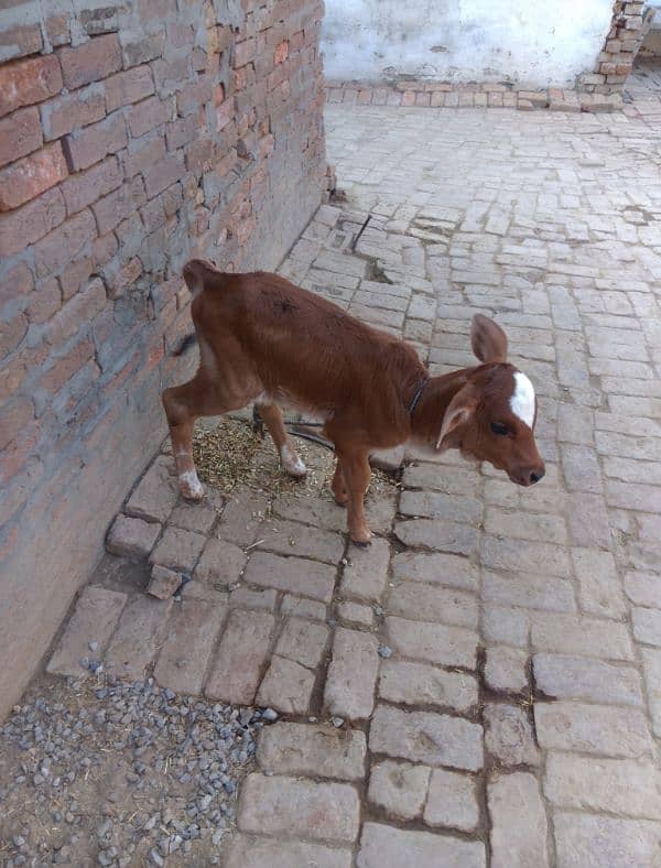 cow for sale 6