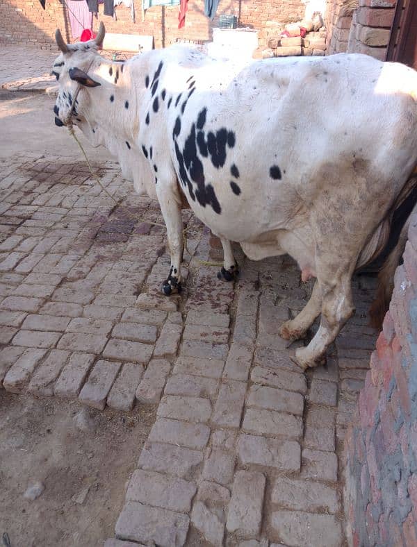 cow for sale 7