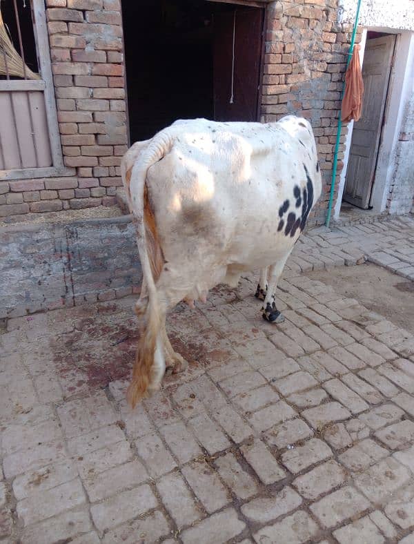 cow for sale 12