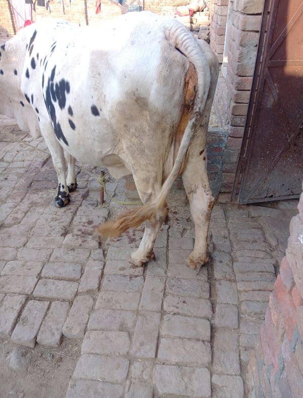 cow for sale 13