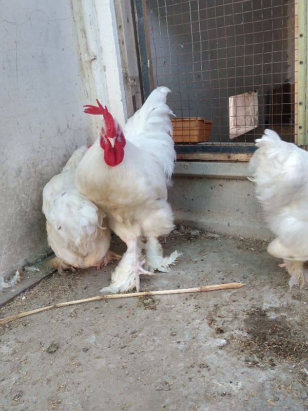 white heavy cochin & heera qandhari breeder 1