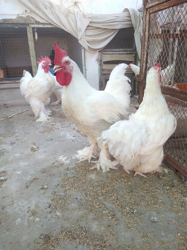 white heavy cochin & heera qandhari breeder 3