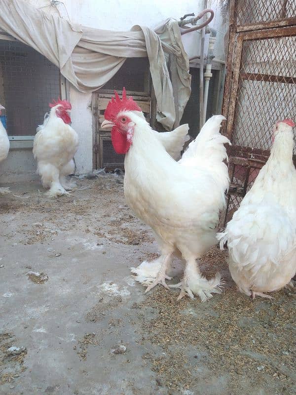 white heavy cochin & heera qandhari breeder 4