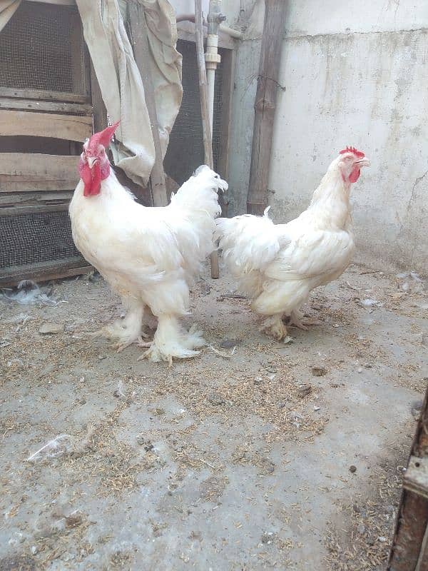 white heavy cochin & heera qandhari breeder 5