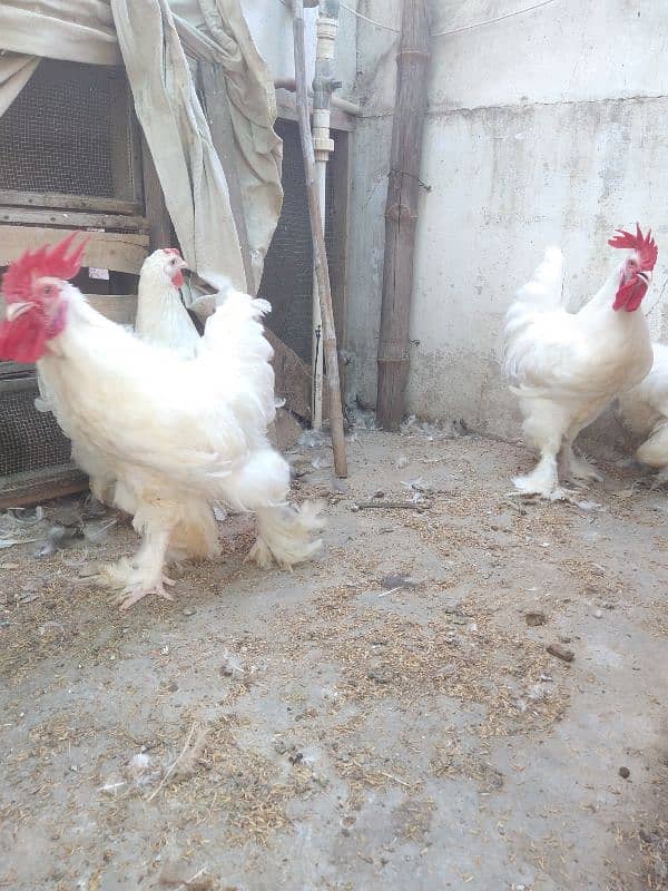 white heavy cochin & heera qandhari breeder 6