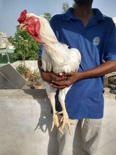 white heavy cochin & heera qandhari breeder