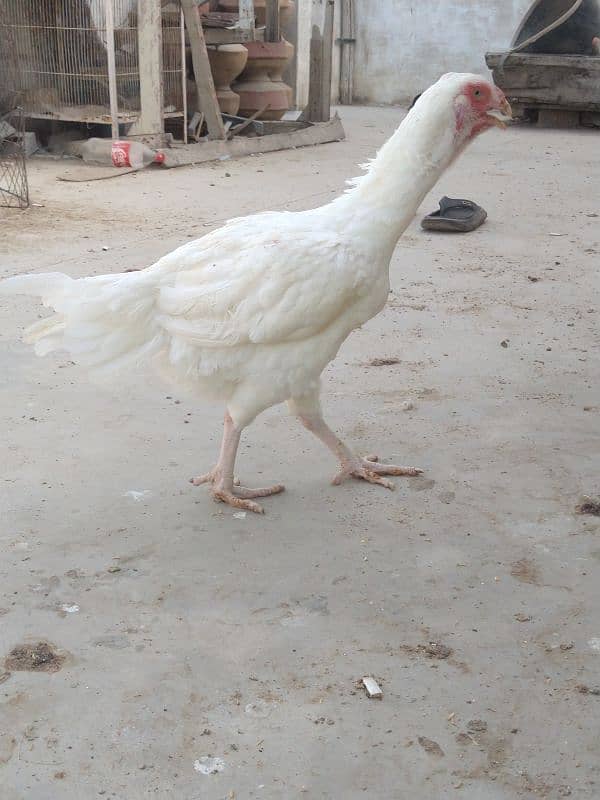 white heavy cochin & heera qandhari breeder 8