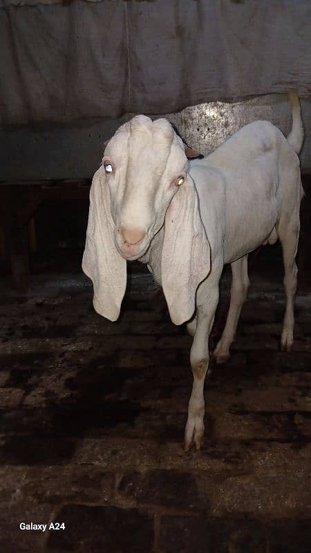 bakra 1