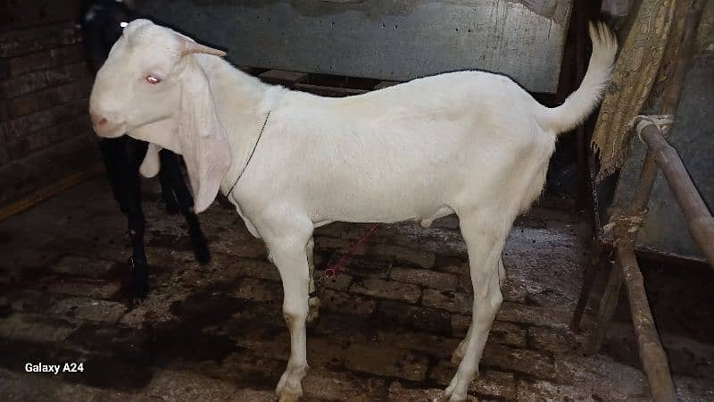 bakra 7