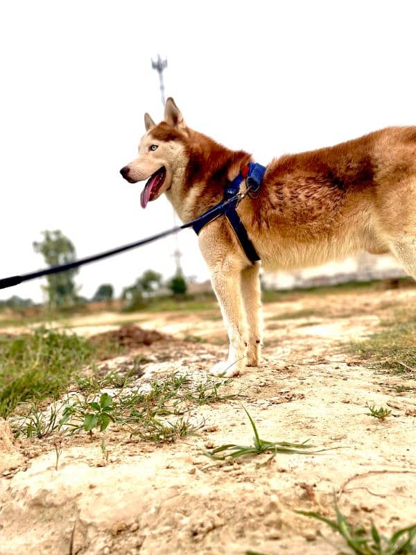 siberian huskey 3