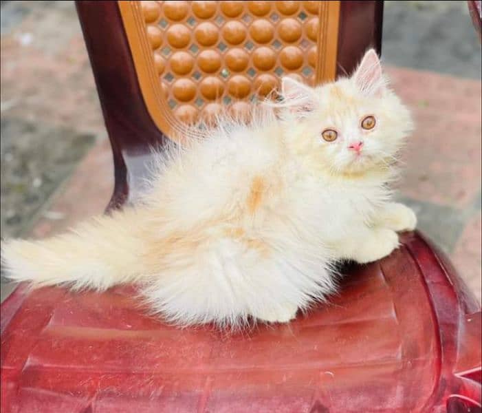 Pure Persian punch face kittens or cats available for sale or adoption 12