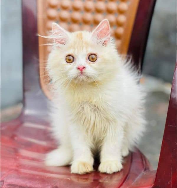 Pure Persian punch face kittens or cats available for sale or adoption 13