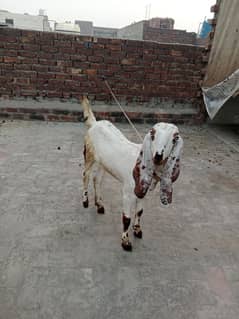 dasi phat for sale03244106948 is number py rapta kra