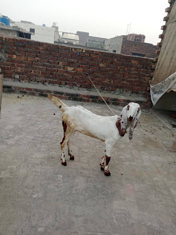 dasi phat for sale03244106948 is number py rapta kra 2