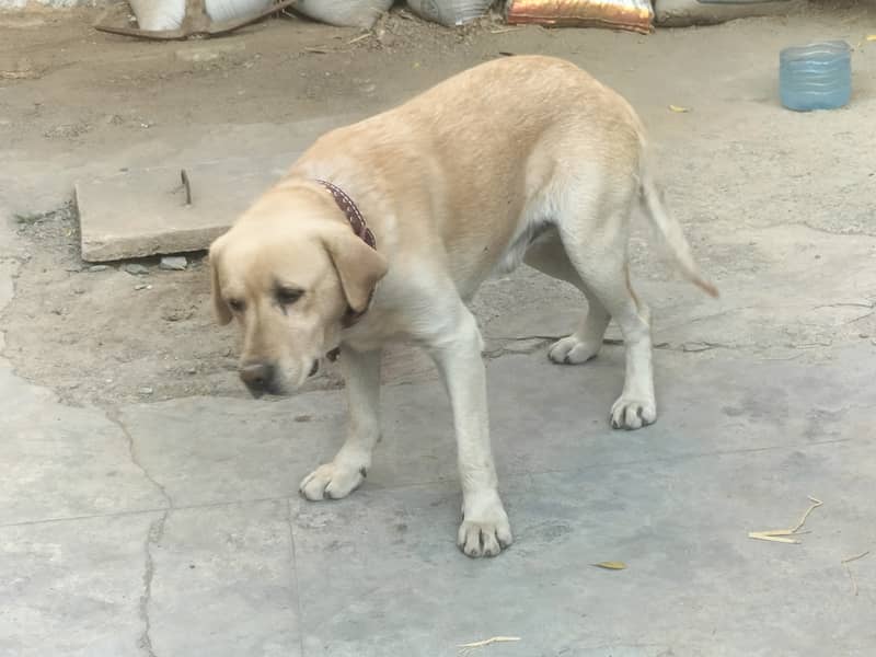 Labardor padigree dog for urgent sale 0