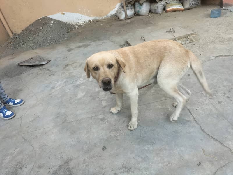 Labardor padigree dog for urgent sale 1