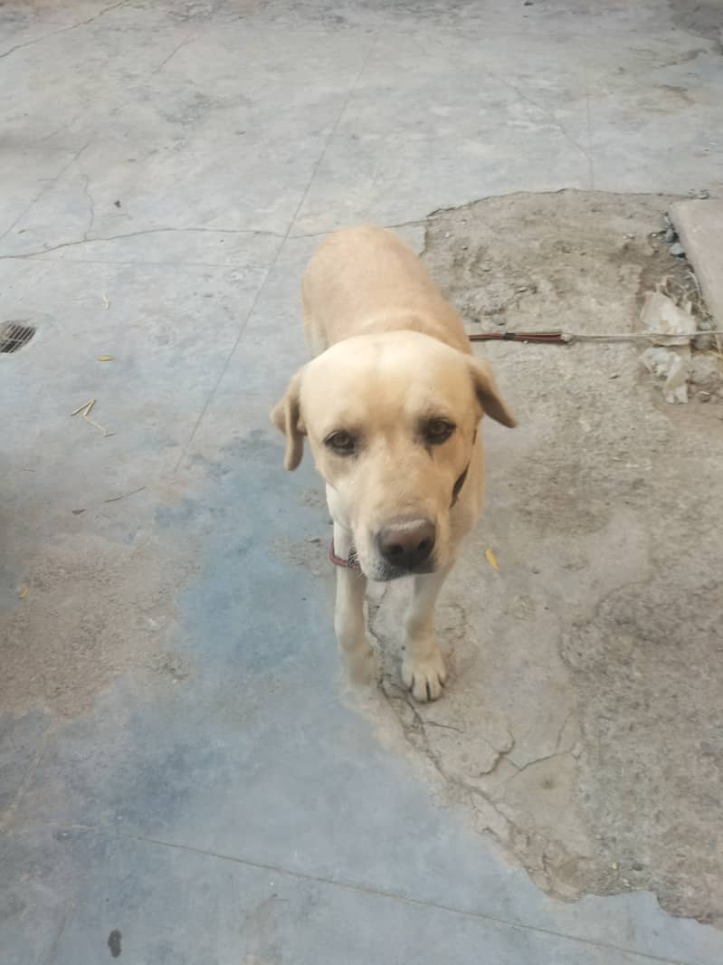 Labardor padigree dog for urgent sale 3