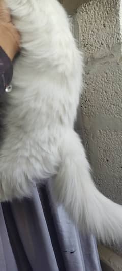 persion female cat for sale